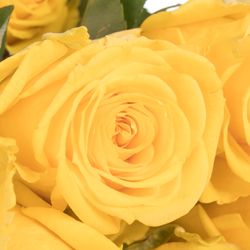 Rose gelb Super Sun (Ec) 50cm