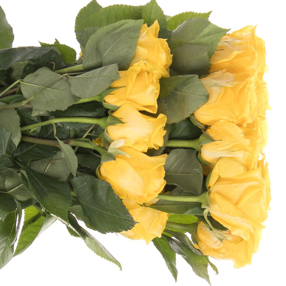 Rose gelb Super Sun (Ec) 50cm