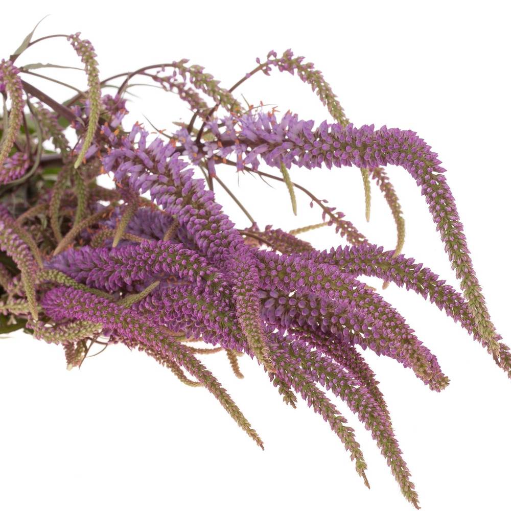 Veronica rosa Firg Fascination 80cm