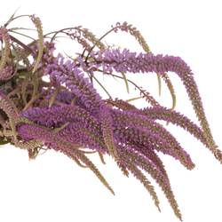 Veronica rosa Firg Fascination 80cm
