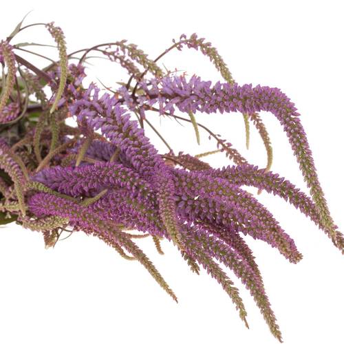 Veronica rosa Firg Fascination 80cm