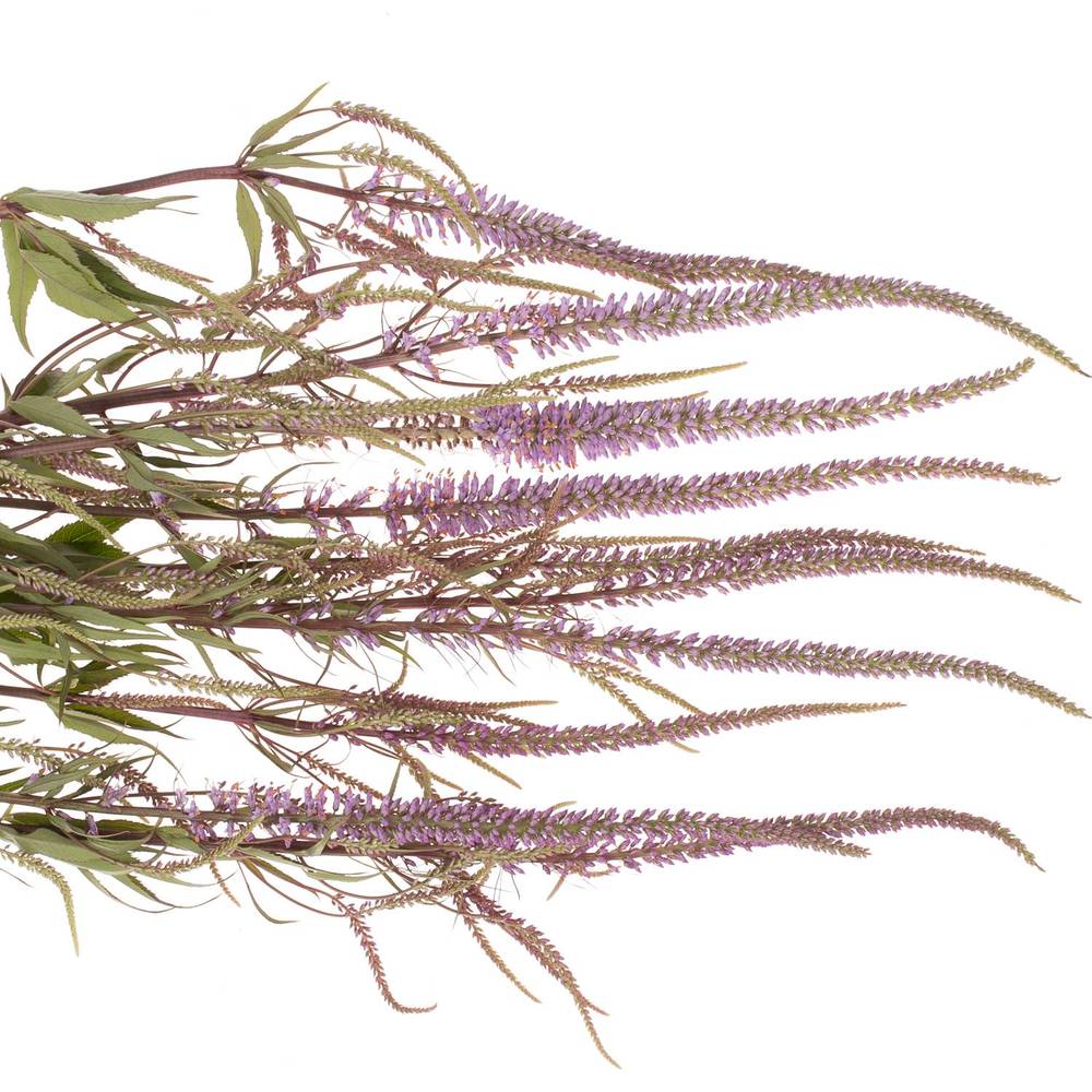 Veronica rosa Firg Fascination 80cm