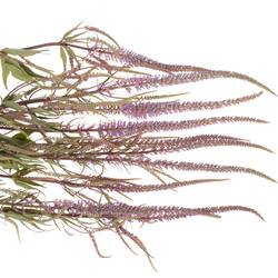 Veronica rosa Firg Fascination 80cm