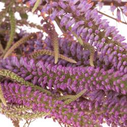 Veronica rosa Firg Fascination 80cm
