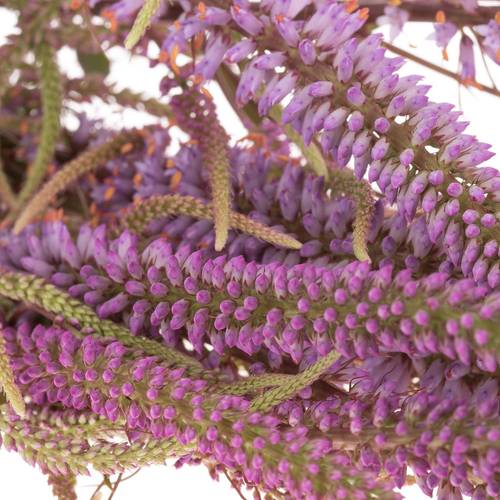 Veronica rosa Firg Fascination 80cm