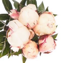 Pfingstrose weiss/rosa Boule 40cm