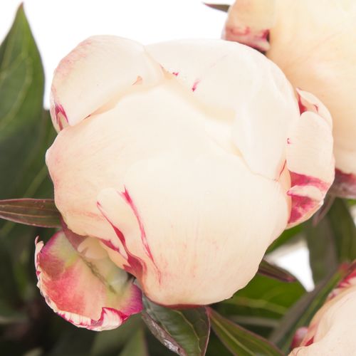 Pfingstrose weiss/rosa Boule 40cm