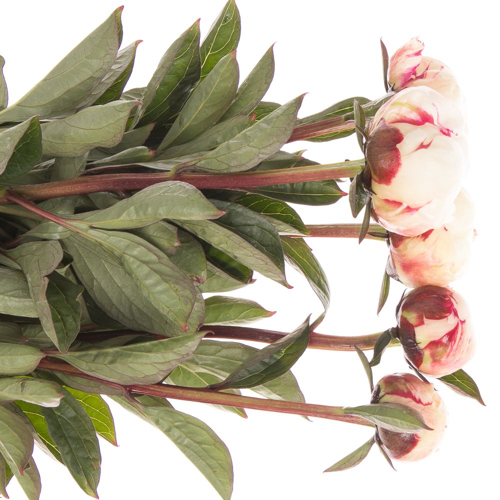 Pfingstrose weiss/rosa Boule 40cm