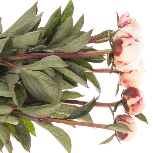 Pfingstrose weiss/rosa Boule 40cm