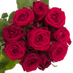 Rose rot Red Naomi (Marjoland) 50cm