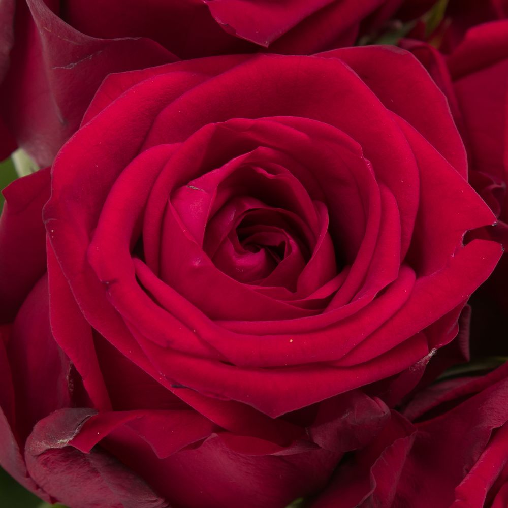 Rose rot Red Naomi (Marjoland) 50cm