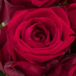 Rose rot Red Naomi (Marjoland) 50cm