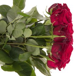 Rose rot Red Naomi (Marjoland) 50cm