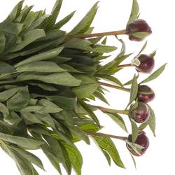 Pfingstrose rot Buckeye 45cm