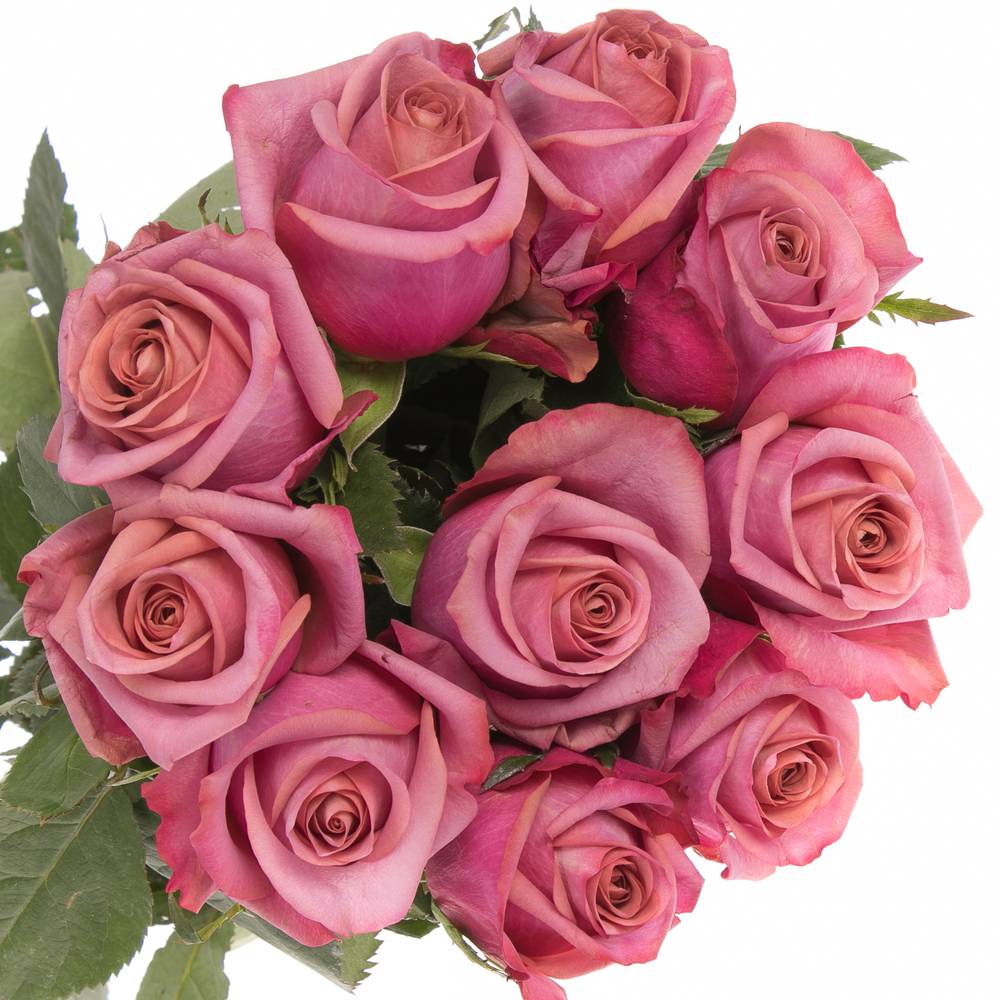 Rose lila Barista 60cm