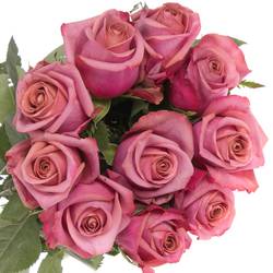 Rose lila Barista 60cm