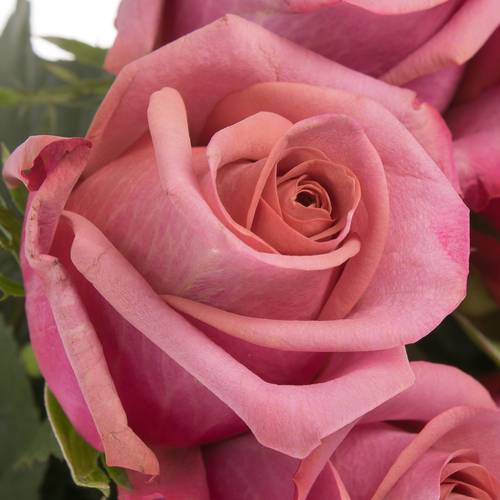 Rose lila Barista 60cm