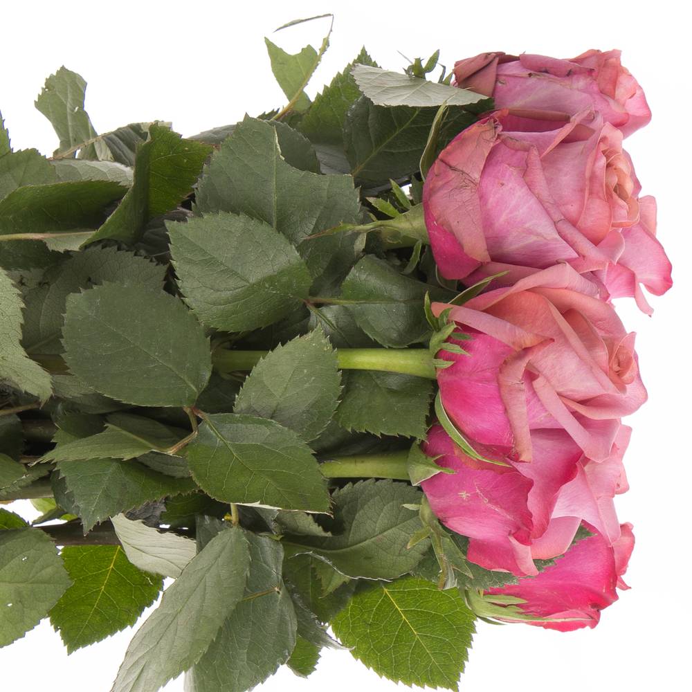 Rose lila Barista 60cm