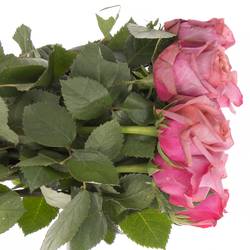 Rose lila Barista 60cm