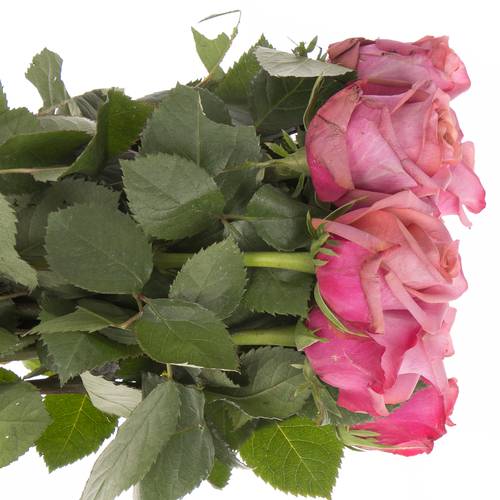 Rose lila Barista 60cm