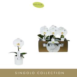 Phal.1-R Singolo T9 H40 With Love
