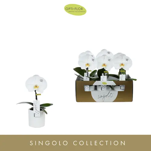 Phal.1-R Singolo T9 H40 With Love