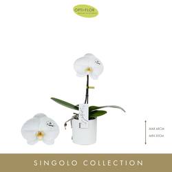 Phal.1-R Singolo T9 H40 With Love