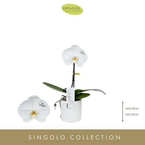Phal.1-R Singolo T9 H40 With Love