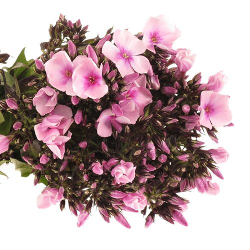Phlox rosa Bright Eye 40cm