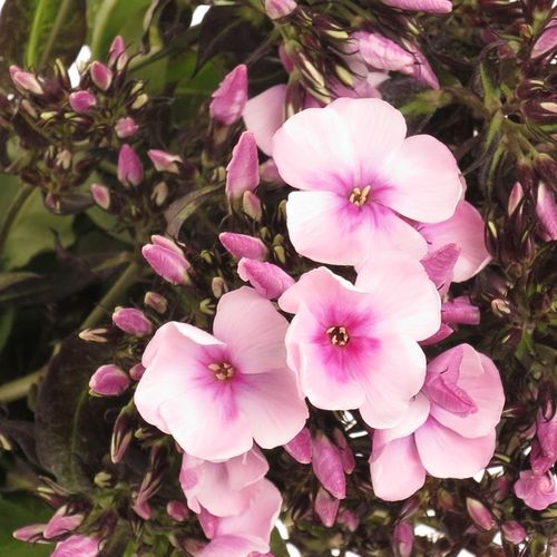 Phlox rosa Bright Eye 40cm