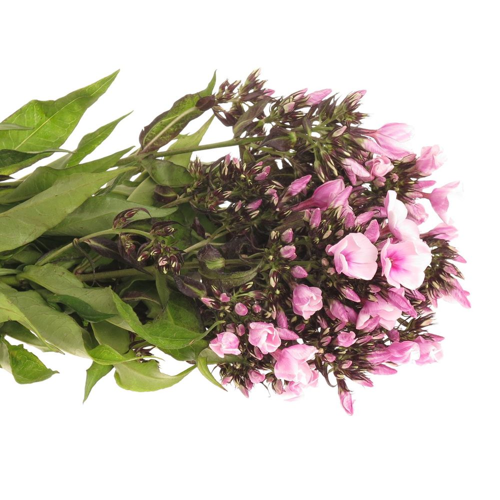 Phlox rosa Bright Eye 40cm