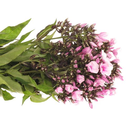 Phlox rosa Bright Eye 40cm
