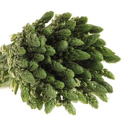 Ornithogalum weiss Albuca 50cm