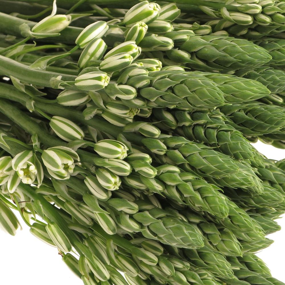 Ornithogalum weiss Albuca 50cm