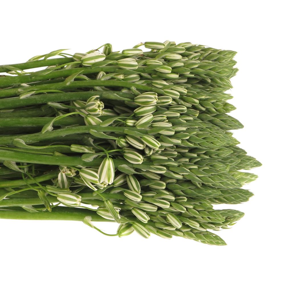 Ornithogalum weiss Albuca 50cm