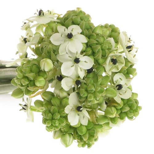 Ornithogalum weiss Arabicum 60cm