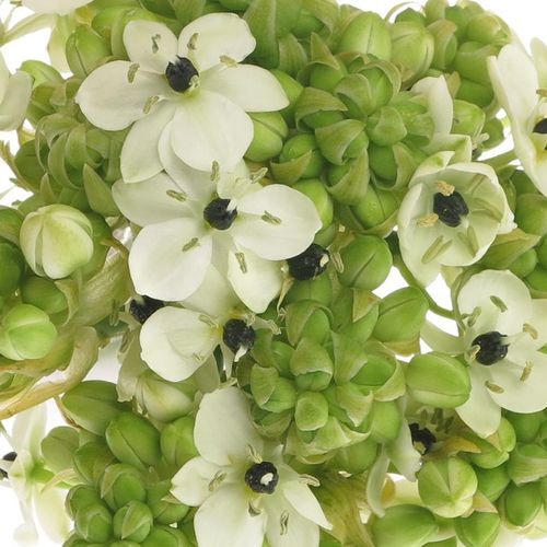 Ornithogalum weiss Arabicum 60cm