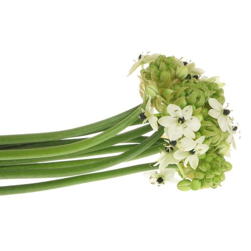Ornithogalum weiss Arabicum 60cm