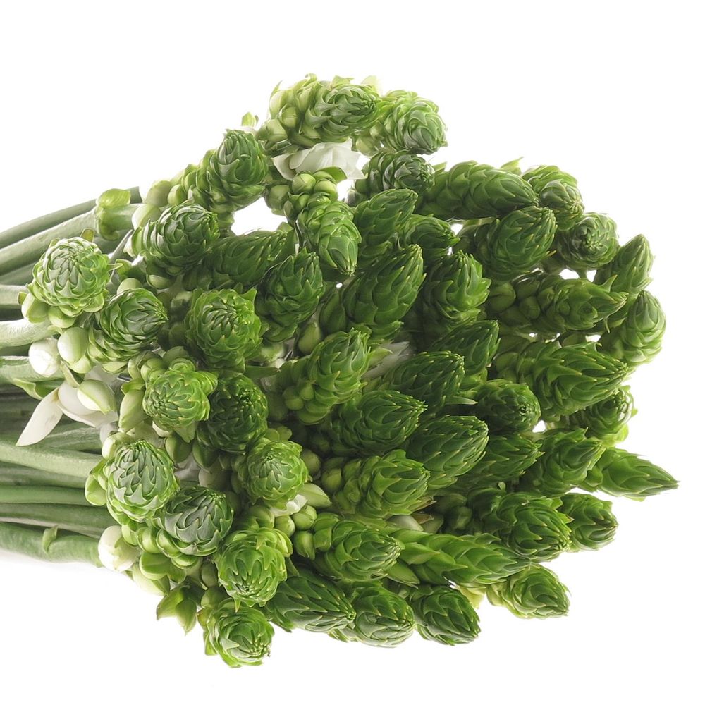 Ornithogalum weiss 55cm