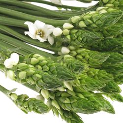 Ornithogalum weiss 55cm