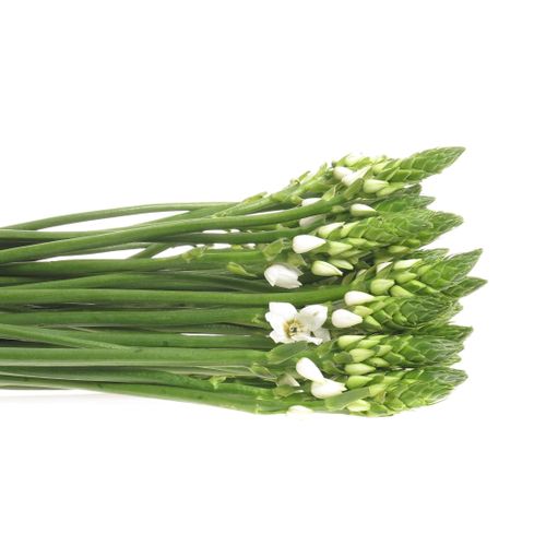 Ornithogalum weiss 55cm