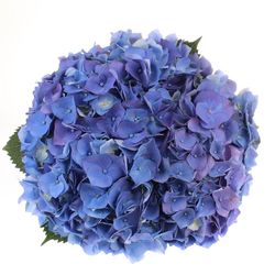 Hortensie blau Bela Bol 20cm 60cm