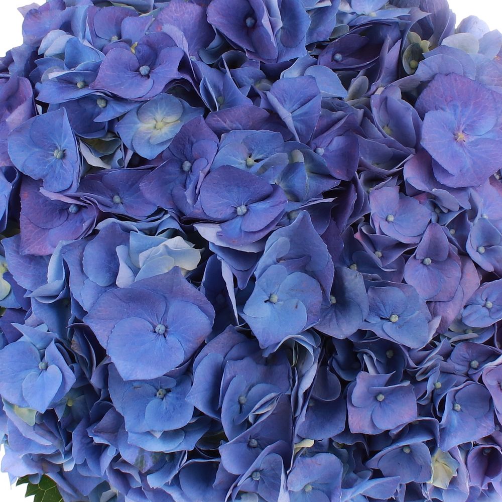 Hortensie blau Bela Bol 20cm 60cm