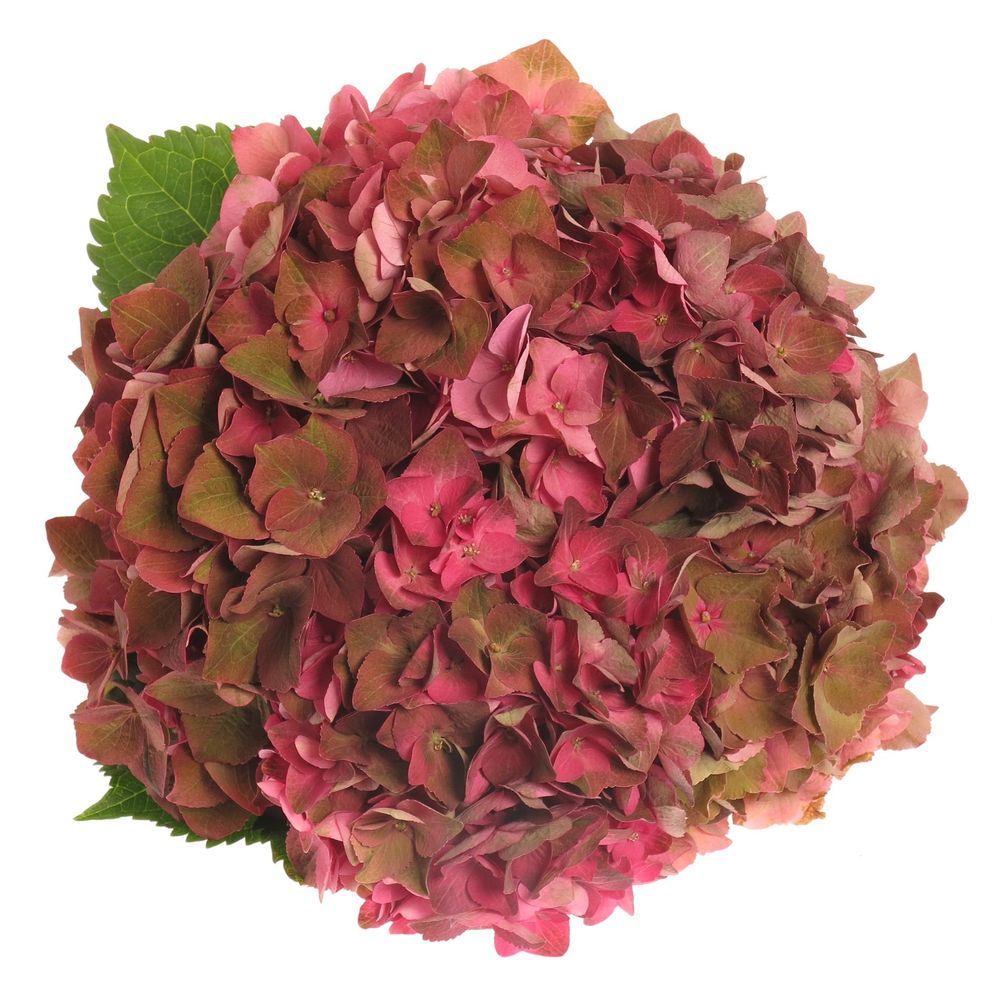 Hortensie alt rosa Rodeo Bol 20cm 70cm (Hortensien) | Heyl ...