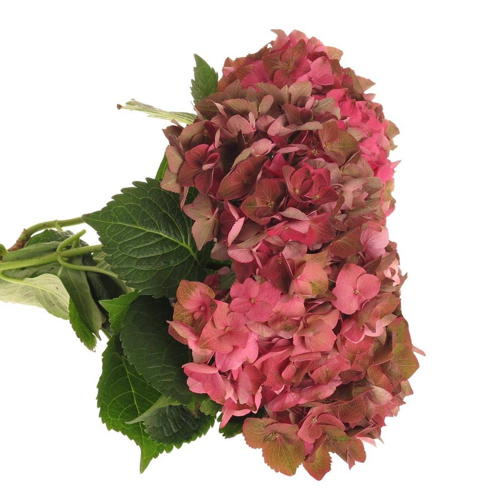 Hortensie alt rosa Rodeo Bol 20cm 70cm (Hortensien) | Heyl ...