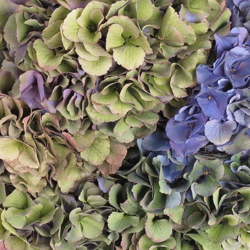 Hortensie bunt 80cm