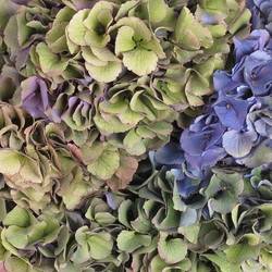 Hortensie bunt 80cm