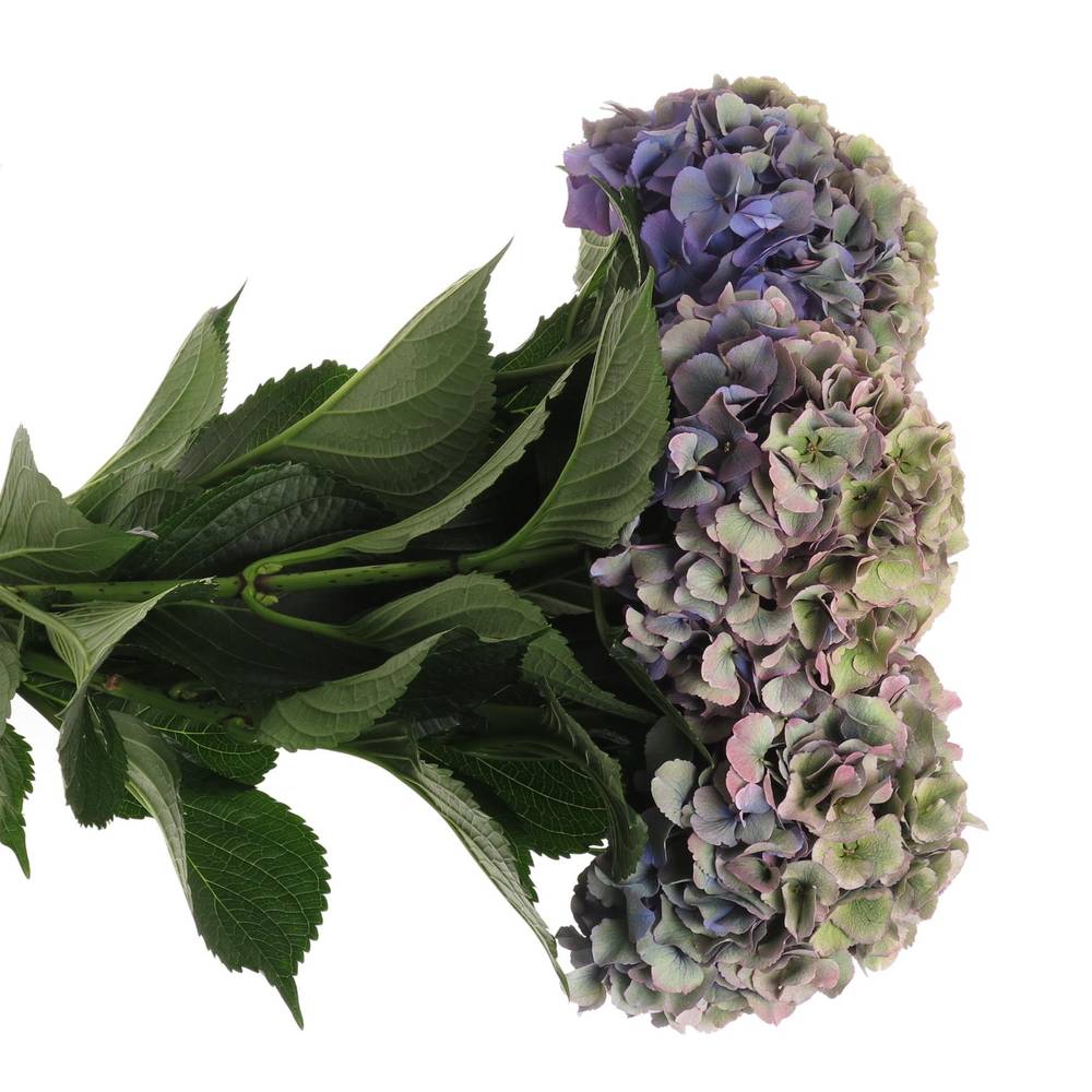 Hortensie bunt 80cm