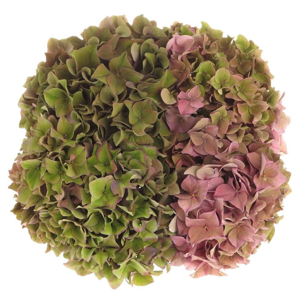 Hortensie bunt Rodeo Classic Bol 13cm 40cm