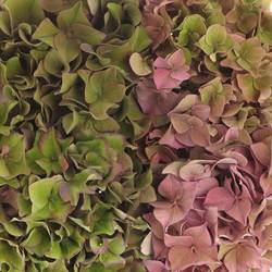 Hortensie bunt Rodeo Classic Bol 13cm 40cm